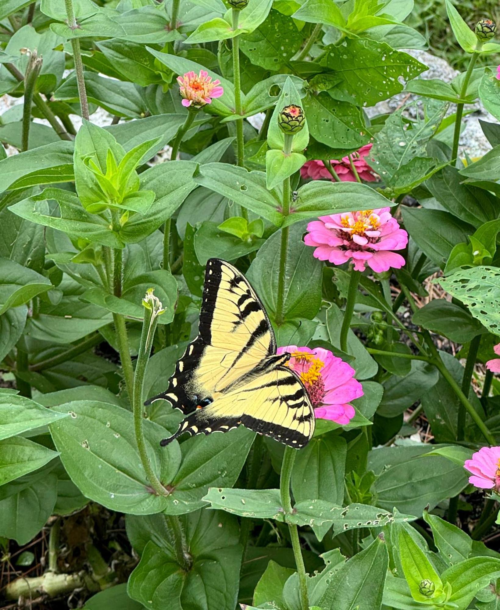 Maguire House Bed And Breakfast Ashburnham Εξωτερικό φωτογραφία